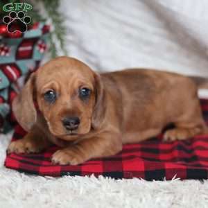 Rufus, Dachshund Puppy
